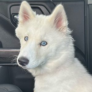 Meet your Posher, Carson